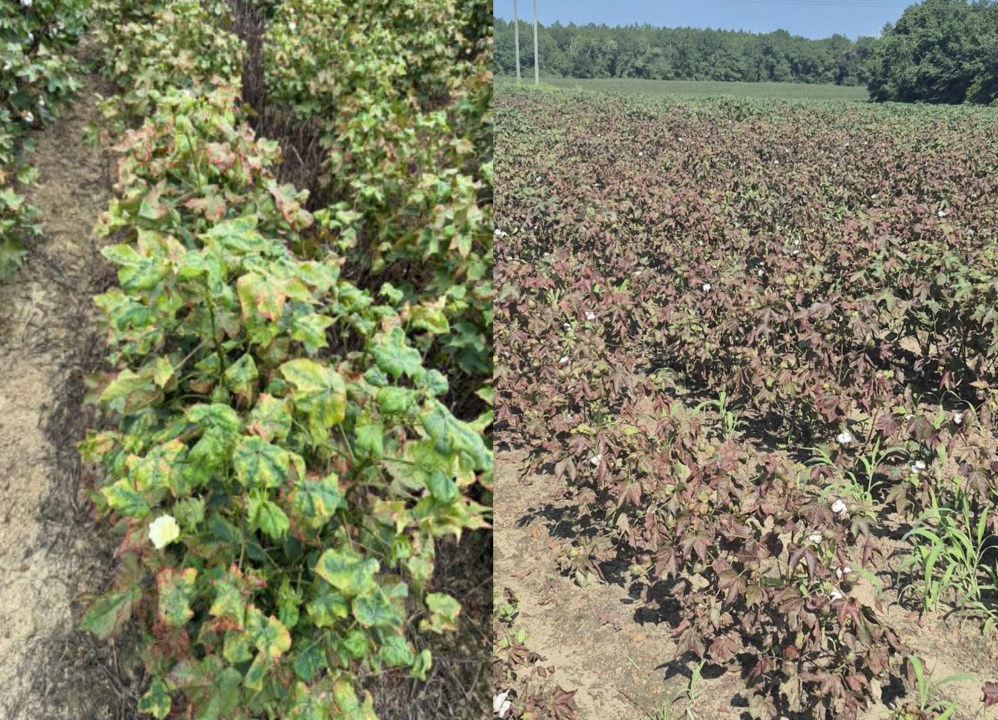 Photos showing hopperburn in cotton caused by cotton jassids.
